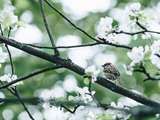 etc下高速没有扣费怎么办